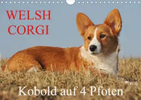 Starick |  Welsh Corgi - Kobold auf 4 Pfoten (Wandkalender 2020 DIN A4 quer) | Sonstiges |  Sack Fachmedien