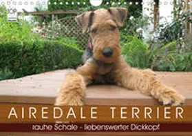 Rottmann |  Airedale Terrier (Wandkalender 2020 DIN A4 quer) | Sonstiges |  Sack Fachmedien