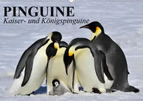 Stanzer |  Pinguine - Kaiser- und Königspinguine (Wandkalender 2020 DIN A2 quer) | Sonstiges |  Sack Fachmedien