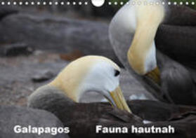 Krause | Galapagos. Fauna hautnah (Wandkalender 2020 DIN A4 quer) | Sonstiges | 978-3-670-60722-9 | sack.de