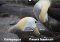 Krause |  Galapagos. Fauna hautnah (Wandkalender 2020 DIN A2 quer) | Sonstiges |  Sack Fachmedien