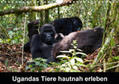Krause |  Ugandas Tiere hautnah erleben (Wandkalender 2020 DIN A4 quer) | Sonstiges |  Sack Fachmedien