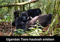 Krause |  Ugandas Tiere hautnah erleben (Wandkalender 2020 DIN A3 quer) | Sonstiges |  Sack Fachmedien