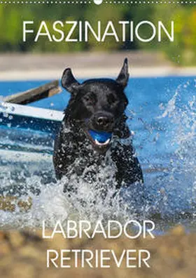 Starick |  Faszination Labrador Retriever (Wandkalender 2020 DIN A2 hoch) | Sonstiges |  Sack Fachmedien