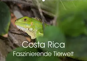 Gerber |  Costa Rica. Faszinierende Tierwelt (Wandkalender 2020 DIN A2 quer) | Sonstiges |  Sack Fachmedien