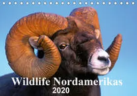 KOPFLE |  Wildlife Nordamerikas 2020 (Tischkalender 2020 DIN A5 quer) | Sonstiges |  Sack Fachmedien