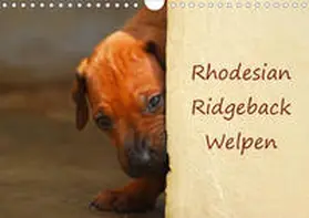 Wyk |  Rhodesian Ridgeback Welpen (Wandkalender 2020 DIN A4 quer) | Sonstiges |  Sack Fachmedien
