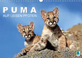 Calvendo / CALVENDO |  Puma: Auf leisen Pfoten (Wandkalender 2020 DIN A3 quer) | Sonstiges |  Sack Fachmedien