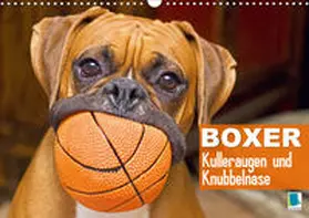 Calvendo / CALVENDO |  Boxer: Kulleraugen und Knubbelnase (Wandkalender 2020 DIN A3 quer) | Sonstiges |  Sack Fachmedien