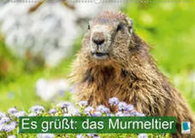 Calvendo / CALVENDO |  Es grüßt: das Murmeltier (Wandkalender 2020 DIN A2 quer) | Sonstiges |  Sack Fachmedien