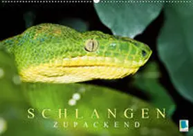 Calvendo / CALVENDO |  Schlangen: Zupackend (Wandkalender 2020 DIN A2 quer) | Sonstiges |  Sack Fachmedien