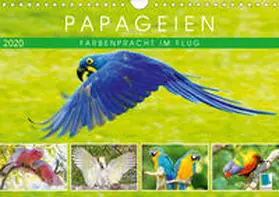 Calvendo / CALVENDO |  Papageien: Farbenpracht im Flug (Wandkalender 2020 DIN A4 quer) | Sonstiges |  Sack Fachmedien
