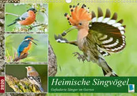 Calvendo / CALVENDO |  Heimische Singvögel (Wandkalender 2020 DIN A3 quer) | Sonstiges |  Sack Fachmedien