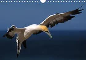 Böhme | Neuseeland - Tierwelt hautnah (Wandkalender 2020 DIN A4 quer) | Sonstiges | 978-3-670-64345-6 | www.sack.de