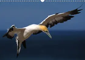 Böhme |  Neuseeland - Tierwelt hautnah (Wandkalender 2020 DIN A3 quer) | Sonstiges |  Sack Fachmedien