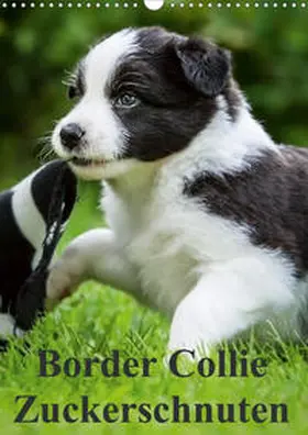 Mayer |  Border Collie Zuckerschnuten (Wandkalender 2020 DIN A3 hoch) | Sonstiges |  Sack Fachmedien