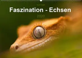 Hilger |  Faszination - Echsen (Wandkalender 2020 DIN A2 quer) | Sonstiges |  Sack Fachmedien