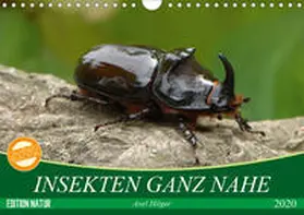 Hilger |  INSEKTEN GANZ NAHE (Wandkalender 2020 DIN A4 quer) | Sonstiges |  Sack Fachmedien