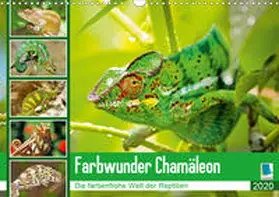 Calvendo / CALVENDO |  Farbwunder Chamäleon (Wandkalender 2020 DIN A3 quer) | Sonstiges |  Sack Fachmedien