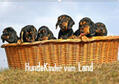 Müller |  Hundekinder vom Land (Wandkalender 2020 DIN A2 quer) | Sonstiges |  Sack Fachmedien