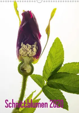 Weber-Gebert |  Schnittblumen 2020 (Wandkalender 2020 DIN A3 hoch) | Sonstiges |  Sack Fachmedien