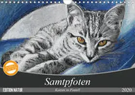 Felix |  Samtpfoten - Katzen in Pastell (Wandkalender 2020 DIN A4 quer) | Sonstiges |  Sack Fachmedien