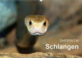 Herzog |  Gefährliche Schlangen (Wandkalender 2020 DIN A2 quer) | Sonstiges |  Sack Fachmedien