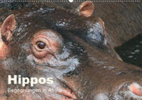 Herzog | Hippos - Begegnungen in Afrika (Wandkalender 2020 DIN A2 quer) | Sonstiges | 978-3-670-66677-6 | sack.de