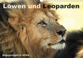 Herzog | Löwen und Leoparden - Begegnungen in Afrika (Wandkalender 2020 DIN A3 quer) | Sonstiges | 978-3-670-66735-3 | sack.de