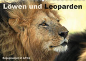 Herzog | Löwen und Leoparden - Begegnungen in Afrika (Wandkalender 2020 DIN A2 quer) | Sonstiges | 978-3-670-66736-0 | sack.de