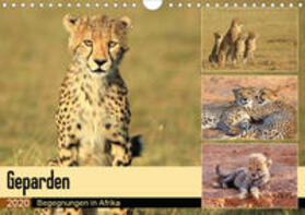 Herzog | Geparden - Begegnungen in Afrika (Wandkalender 2020 DIN A4 quer) | Sonstiges | 978-3-670-66741-4 | sack.de
