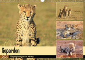Herzog | Geparden - Begegnungen in Afrika (Wandkalender 2020 DIN A3 quer) | Sonstiges | 978-3-670-66742-1 | sack.de
