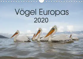 Schröder |  Vögel Europas 2020 (Wandkalender 2020 DIN A4 quer) | Sonstiges |  Sack Fachmedien