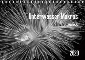 Weber-Gebert |  Unterwasser Makros - schwarz weiss 2020 (Tischkalender 2020 DIN A5 quer) | Sonstiges |  Sack Fachmedien