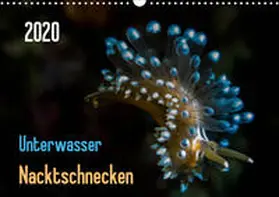 Weber-Gebert |  Unterwasser - Nacktschnecken  2020 (Wandkalender 2020 DIN A3 quer) | Sonstiges |  Sack Fachmedien