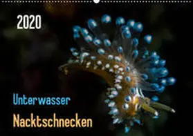 Weber-Gebert |  Unterwasser - Nacktschnecken  2020 (Wandkalender 2020 DIN A2 quer) | Sonstiges |  Sack Fachmedien