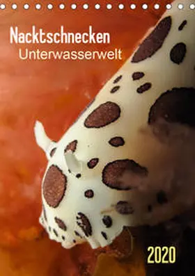 Weber-Gebert |  Nacktschnecken - Unterwasserwelt 2020 (Tischkalender 2020 DIN A5 hoch) | Sonstiges |  Sack Fachmedien