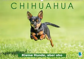Calvendo / CALVENDO |  Chihuahua: Kleine Hunde, aber oho (Wandkalender 2020 DIN A2 quer) | Sonstiges |  Sack Fachmedien