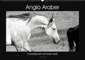 Bölts |  Anglo Araber Impressionen schwarz weiß (Wandkalender 2020 DIN A2 quer) | Sonstiges |  Sack Fachmedien