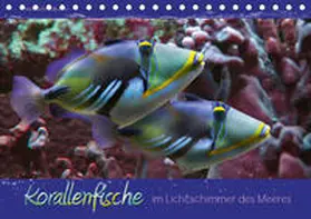 Schmidbauer |  Korallenfische im Lichtschimmer des Meeres (Tischkalender 2020 DIN A5 quer) | Sonstiges |  Sack Fachmedien