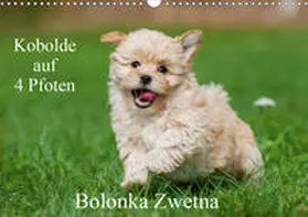 Starick |  Kobolde auf 4 Pfoten - Bolonka Zwetna (Wandkalender 2020 DIN A3 quer) | Sonstiges |  Sack Fachmedien