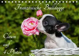 Starick |  Französische Bulldogge - Clown auf 4 Pfoten (Tischkalender 2020 DIN A5 quer) | Sonstiges |  Sack Fachmedien