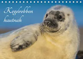 Starick |  Kegelrobben hautnah (Tischkalender 2020 DIN A5 quer) | Sonstiges |  Sack Fachmedien
