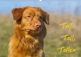 Starick |  Toll, toll, Toller (Wandkalender 2020 DIN A2 quer) | Sonstiges |  Sack Fachmedien