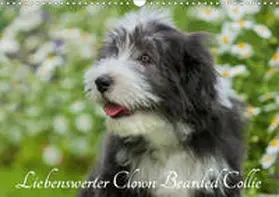 Starick |  Liebenswerter Clown Bearded Collie (Wandkalender 2020 DIN A3 quer) | Sonstiges |  Sack Fachmedien