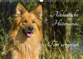 Starick |  Altdeutsche Hütehunde - Fast vergessen (Wandkalender 2020 DIN A3 quer) | Sonstiges |  Sack Fachmedien