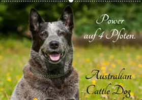 Starick |  Power auf 4 Pfoten. Australian Cattle Dog (Wandkalender 2020 DIN A2 quer) | Sonstiges |  Sack Fachmedien