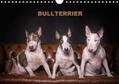 Schubert |  Bullterrier (Wandkalender 2020 DIN A4 quer) | Sonstiges |  Sack Fachmedien