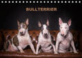 Schubert |  Bullterrier (Tischkalender 2020 DIN A5 quer) | Sonstiges |  Sack Fachmedien