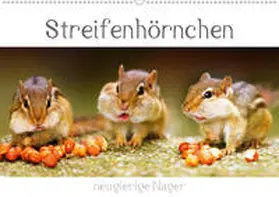 Mosert | Streifenhörnchen - neugierige Nager (Wandkalender 2020 DIN A2 quer) | Sonstiges | 978-3-670-72074-4 | www.sack.de